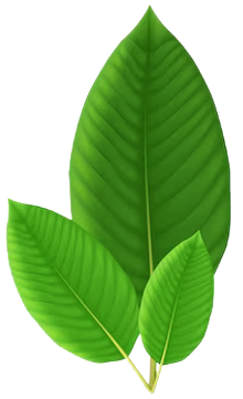 kratom-leaf-001